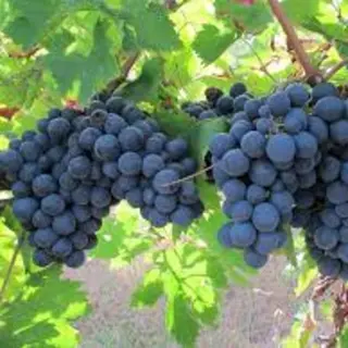 Cerasuolo d ' Abruzzo 