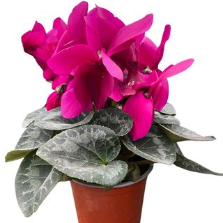 Cyclamen 
