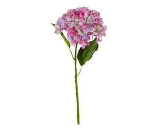 Ortensia singola rosa