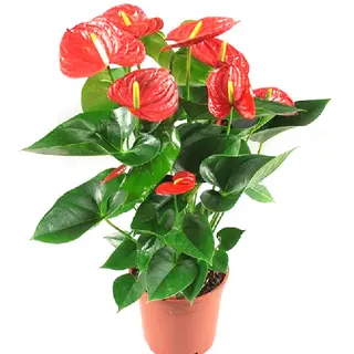 Anturiun Rojo