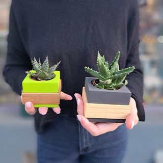 Succulente square pentru EL