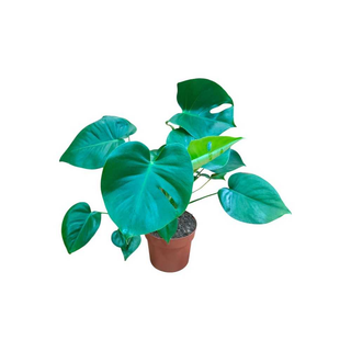 Vaso Monstera Deliciosa | Costela de Adão