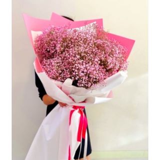 ვარდისფერი ჰოლანდიური გიფსოფილები