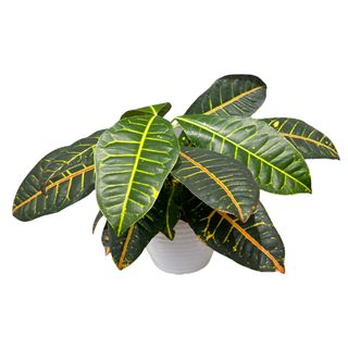 Planta croton