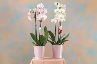Orhidee 2 tije 60 cm (alb sau roz) cu vas ceramic