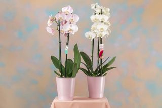 Orhidee 2 tije 60 cm (alb sau roz) cu vas ceramic