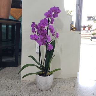 Orchidea phalenopsis in vaso di ceramica