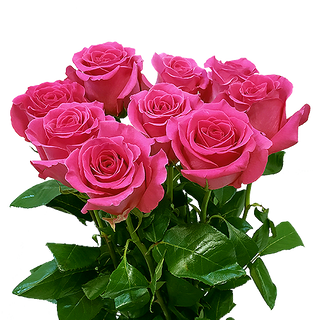 Bukiet z 9 róż amarantowych