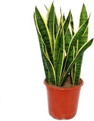 sansevieria grande