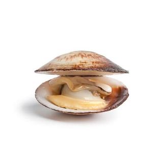 Almeja Semi Extra (Aprox. 1 Kg.)