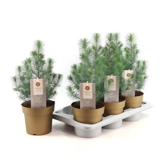 pinus silver crest