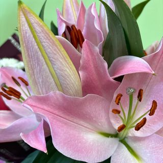 Лилиум - розов(1бр)