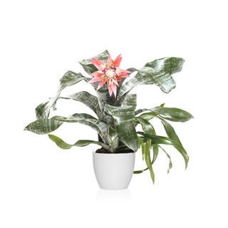 Aechmea Fasciata (Bromelia Fasciata)