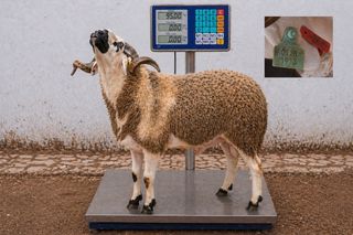 01281913 - 95 Kg