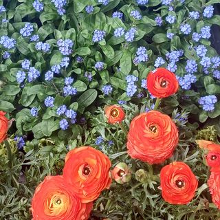 piccola piantina fiorita 