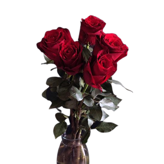 Róża czerwona długa 5 szt.