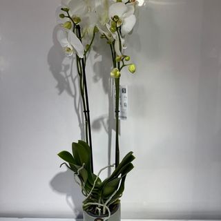 Orchidée Blanc  2 Tiges