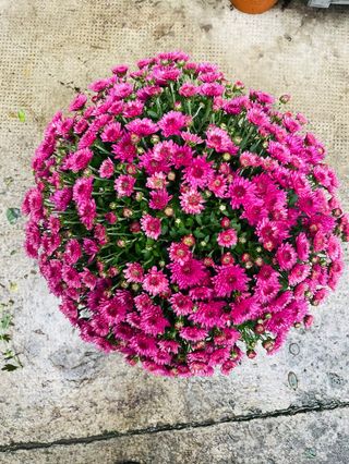 pianta margherita (GRAND DIMISSIONE )