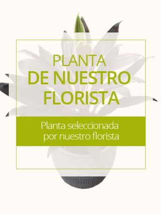 Planta del florista