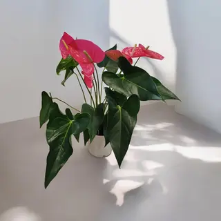 Ghiveci anthurium