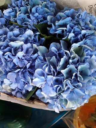 Bouquet 5 ORTENSIA BLUE