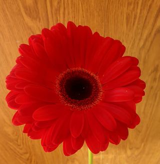 Gerbera
