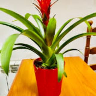 pianta bromelia