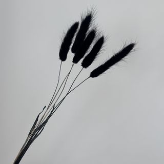 Лагурус чорний