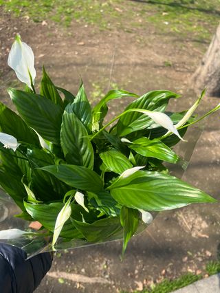 Spathiphyllum 