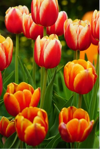 10 tulipes rouges/jaunes