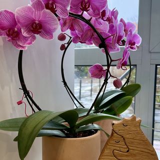 Storczyk formowany Wonder Pink w doniczce