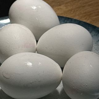 კვერცხი