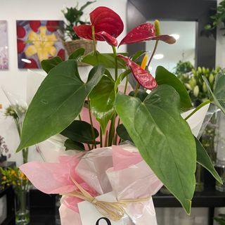 Anthurium Rojo