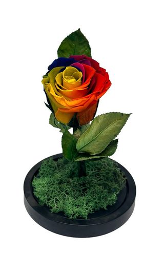 Rainbow roses criogenat