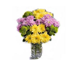 7 Хризантеми, Микс