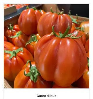 Cuore di bue Italia 1/2 kg. ca.