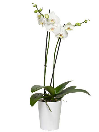 Planta de Orquídea Blanca Pequeña