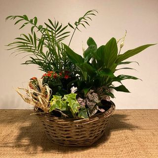 Composición De Plantas De Interior S