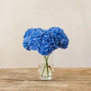Pomo de 3 hortensias azules