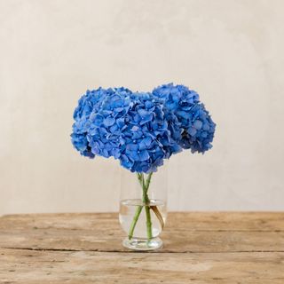 Pomo de 3 hortensias azules
