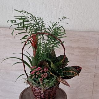 Cesta De Plantas