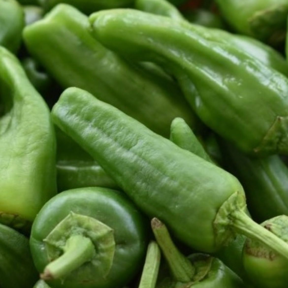 Pimiento (12 Uds.)