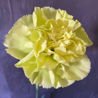 Гвоздика зелена