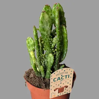Kaktus 1