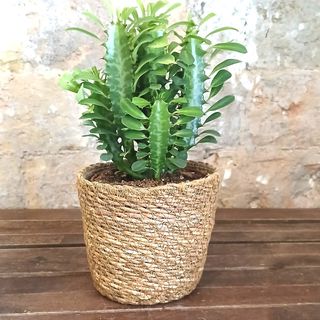 Euphorbia Trigona en cesta de mimbre