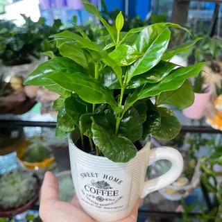 Cup of Coffea 