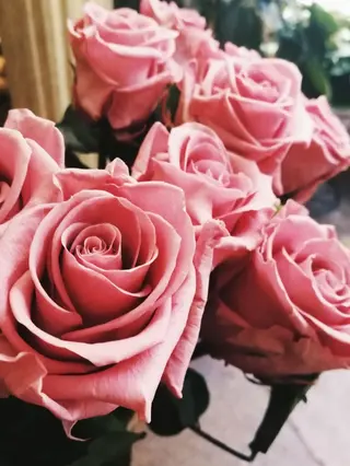 Rosa Eterna Rosa