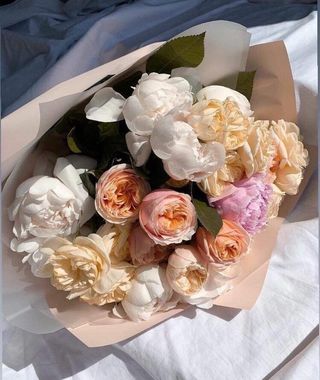 პიონი ოსტინის ვარდი