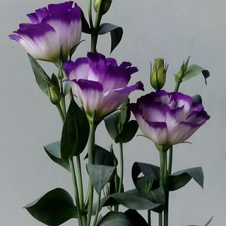 Lisianthus Alb cu Mov
