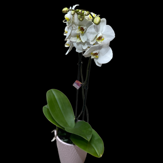 Orhidee in vas ceramic 